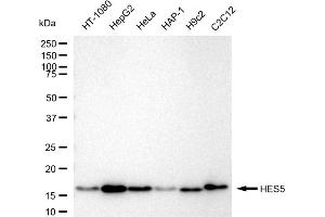 anti-Hairy and Enhancer of Split 5 (HES5) antibody