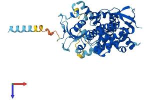 CYP20A1 Protein (AA 1-462) (His tag)