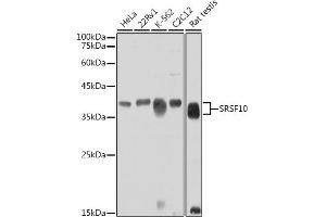 Western blot analysis of extracts of various cell lines, using SRSF10 antibody (ABIN7270214) at 1:1000 dilution. (SRSF10 Antikörper)