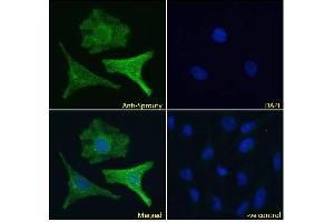 ABIN570913 Immunofluorescence analysis of paraformaldehyde fixed HeLa cells, permeabilized with 0. (SPRY1 Antikörper  (C-Term))