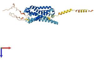 Mu Opioid Receptor 1 Protein (AA 1-400) (His tag)