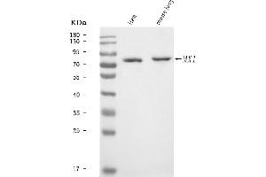 Western blot analysis of MX1 using anti-MX1 antibody (ABIN7601731).