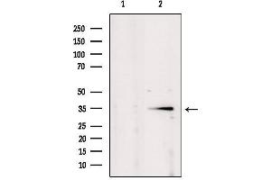 Western blot analysis of extracts from mouse brain, using POU2AF1 Antibody.