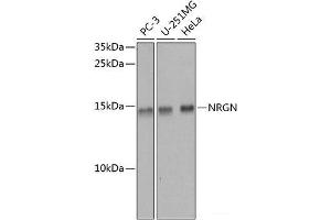 Western blot analysis of extracts of various cell lines using NRGN Polyclonal Antibody at dilution of 1:1000. (Neurogranin Antikörper)