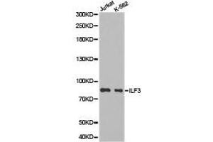Western Blotting (WB) image for anti-Interleukin enhancer-binding factor 3 (ILF3) antibody (ABIN1873224) (Interleukin enhancer-binding factor 3 (ILF3) Antikörper)