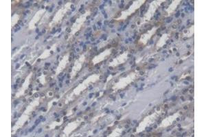 DAB staining on IHC-P; Samples: Mouse Kidney Tissue (POFUT1 Antikörper  (AA 243-393))