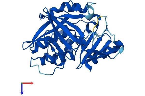 SLC38A4 Protein (AA 1-290) (His tag)