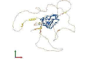 AlphaFold protein structure predicition of Human Recombinant TBX15 Protein, UniprotID Q96SF7