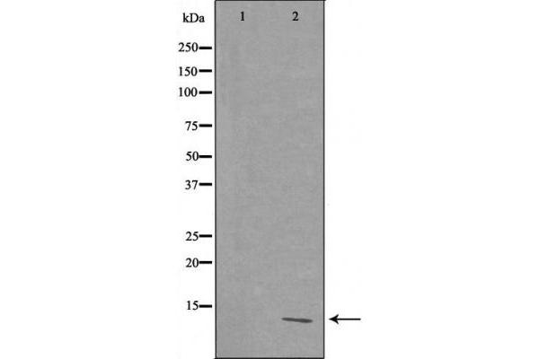 RPL39 Antikörper  (C-Term)
