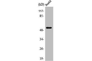 Western Blot analysis of HepG2 cells using PSMD12 Polyclonal Antibody (PSMD12 Antikörper  (Internal Region))