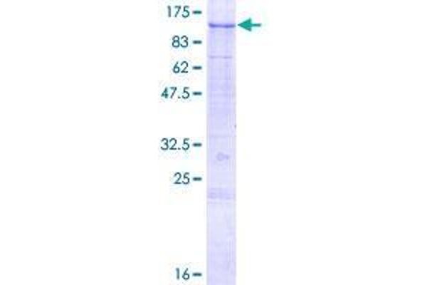 SENP5 Protein (AA 1-755) (GST tag)