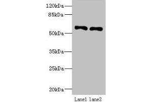 Western blot All lanes: IFRD2 antibody at 12 μg/mL Lane 1: Hela whole cell lysate Lane 2: PC-3 whole cell lysate Secondary Goat polyclonal to rabbit IgG at 1/10000 dilution Predicted band size: 55, 66 kDa Observed band size: 55 kDa (IFRD2 Antikörper  (AA 1-202))
