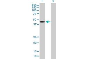Western Blot analysis of KIAA0774 expression in transfected 293T cell line by KIAA0774 MaxPab polyclonal antibody. (CAZIP Antikörper  (AA 1-348))