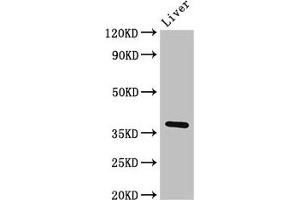 Western Blot Positive WB detected in: Rat liver tissue All lanes: Ppp1cb antibody at 3 μg/mL Secondary Goat polyclonal to rabbit IgG at 1/50000 dilution Predicted band size: 38 kDa Observed band size: 38 kDa (PPP1CB Antikörper  (Catalytic Subunit))