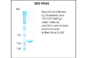 SDS-PAGE (SDS) image for Interleukin 17A (IL17A) (Active) protein (ABIN5509342) (Interleukin 17a Protein)