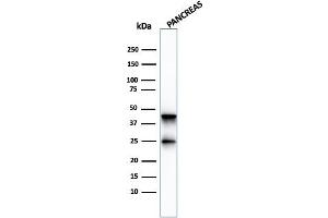 Western Blot Analysis of pancreatic tissue lysate using Carboxypeptidase A1 / CPA1 Mouse Monoclonal Antibody (CPA1/2713). (CPA1 Antikörper)