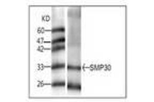 Image no. 1 for anti-Regucalcin (RGN) antibody (ABIN791505)