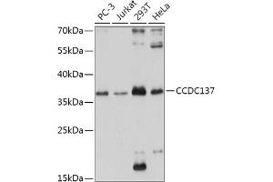 Western blot analysis of extracts of various cell lines, using CCDC137 antibody (ABIN7266435) at 1:1000 dilution. (CCDC137 Antikörper  (AA 213-288))