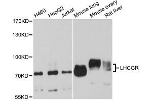Western blot analysis of extracts of various cell lines, using LHCGR antibody (ABIN5973695) at 1/1000 dilution. (LHCGR Antikörper)