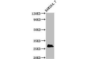 Western Blot Positive WB detected in: RAW264. (BCL2L1 Antikörper  (AA 1-209))