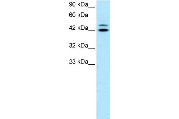 IRF8 Antikörper  (N-Term)