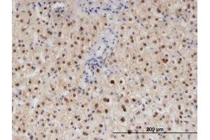 Image no. 1 for anti-RAD23 Homolog B (RAD23B) (AA 311-410) antibody (ABIN599426) (RAD23B Antikörper  (AA 311-410))