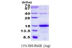 Image no. 1 for C-Type Lectin Domain Family 2, Member B (CLEC2B) (full length) protein (His tag) (ABIN1098744) (CLEC2B Protein (full length) (His tag))