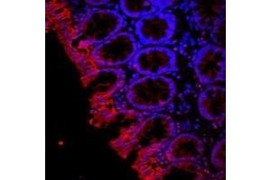 Expression of Aquaporin 3 in rat colon - Immunohistochemical staining of rat colon paraffin-embedded sections using Anti-Aquaporin 3-ATTO Fluor-594 Antibody (ABIN7042938), (1:100).