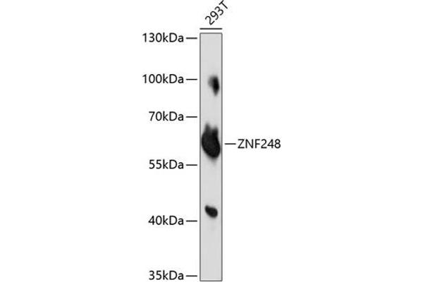 ZNF248 Antikörper  (AA 1-110)