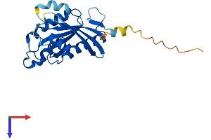 Rab4 Protein (AA 1-218) (His tag)