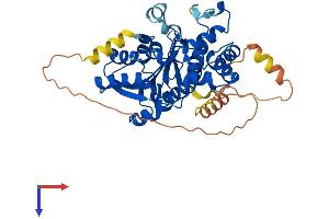 METT5D1 Protein (AA 1-406) (His tag)