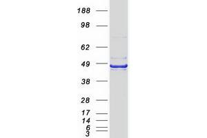 Western Blotting (WB) image for Plasminogen Activator Inhibitor 2 (SERPINB2) (Transcript Variant 2) protein (Myc-DYKDDDDK Tag) (ABIN2712367)