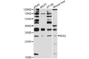 Western blot analysis of extracts of various cell lines, using ING2 antibody (ABIN5997990) at 1:3000 dilution. (ING2 Antikörper)