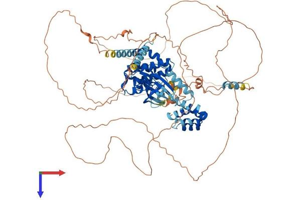 NEK4 Protein (AA 1-841) (His tag)