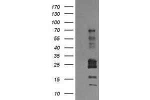 Image no. 1 for anti-Tripartite Motif Containing 22 (TRIM22) (AA 61-406) antibody (ABIN1491615) (TRIM22 Antikörper  (AA 61-406))