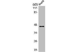 Western Blot analysis of HepG2 cells using MAGE-1 Polyclonal Antibody (MAGEA1 Antikörper  (C-Term))