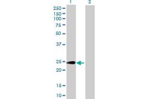 Western Blot analysis of HEBP1 expression in transfected 293T cell line by HEBP1 MaxPab polyclonal antibody. (HEBP1 Antikörper  (AA 1-189))