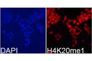 Immunofluorescence (IF) image for anti-Histone H4 (meLys20) antibody (ABIN3016045)