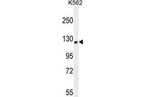TMCO7 Antibody (C-term) western blot analysis in K562 cell line lysates (35 µg/lane). (TANGO6/TMCO7 Antikörper  (C-Term))