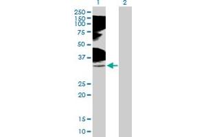 Western Blot analysis of TNFRSF14 expression in transfected 293T cell line by TNFRSF14 MaxPab polyclonal antibody. (HVEM Antikörper  (AA 1-283))