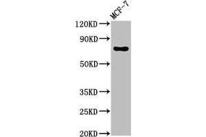 Western Blot Positive WB detected in: MCF-7 whole cell lysate All lanes: TUBGCP4 antibody at 3 μg/mL Secondary Goat polyclonal to rabbit IgG at 1/50000 dilution Predicted band size: 77 kDa Observed band size: 77 kDa (TUBGCP4 Antikörper  (AA 203-309))