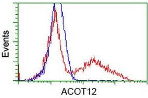 Image no. 2 for anti-Acyl-CoA Thioesterase 12 (ACOT12) antibody (ABIN1496416) (ACOT12 Antikörper)