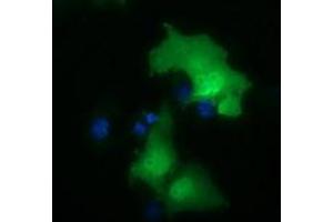 Immunofluorescence (IF) image for anti-E3 SUMO-Protein Ligase NSE2 (NSMCE2) antibody (ABIN1499526) (NSMCE2 Antikörper)