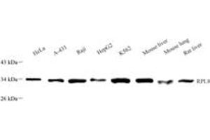 Western blot analysis of RPL8 (ABIN7075442),at dilution of 1: 2000