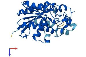 PGAM2 Protein (AA 1-253) (His tag)