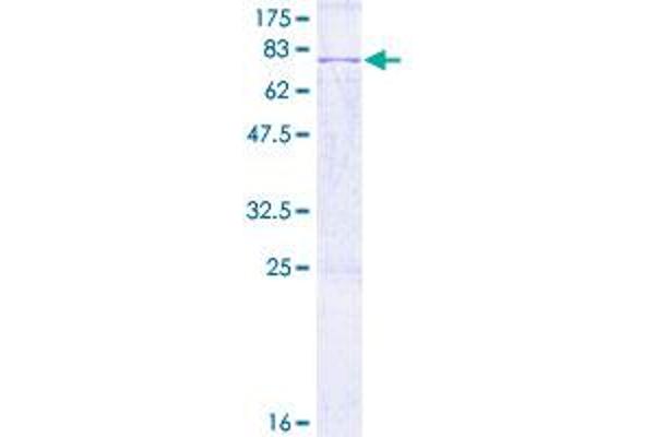 SPOCK1 Protein (AA 1-439) (GST tag)