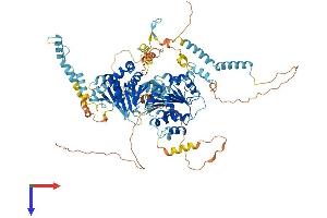 DDX54 Protein (AA 1-881) (His tag)