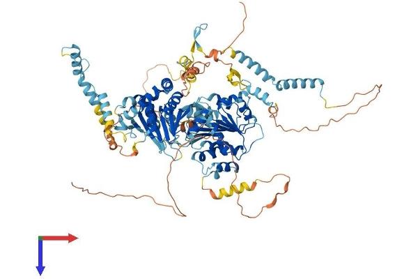 DDX54 Protein (AA 1-881) (His tag)