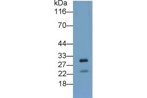 Detection of APOA5 in Cavia Liver lysate using Polyclonal Antibody to Apolipoprotein A5 (APOA5) (APOA5 Antikörper  (AA 167-335))