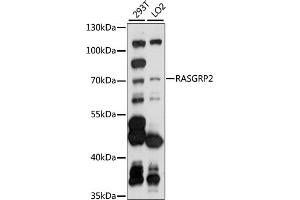 Western blot analysis of extracts of various cell lines, using R antibody (ABIN7269862) at 1:1000 dilution. (RASGRP2 Antikörper  (AA 1-200))